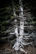 Eerie tree in dark forest Photograph by Matthias Hauser