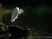 Egret at Evening Photograph by Deborah Smith