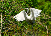 Egret In Evenings Light Photograph by Kathy Baccari Egret In Evenings Light Photograph by Kathy Baccari