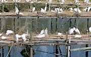 Egrets Nesting Photograph by Science Photo Library