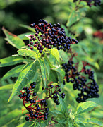 Elder Berries (sambuca Nigra) Photograph by Science Photo Library