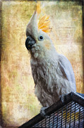 Elegant Lady Photograph by Lois Bryan