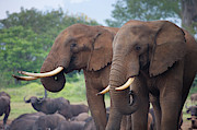 Elephant, Aberdare National Park, Kenya Photograph by Keren Su