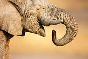 Elephant drinking Photograph by Johan Swanepoel