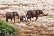 Elephant Family, Tanzania Photograph by Izonevision/robert D Abramson