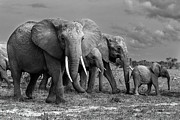 Elephants Family Photograph by Massimo Mei