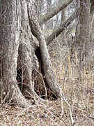 Elf House Photograph by Peggy King