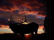 Elk At Sunset Photograph by Shane Bechler