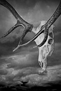 Elk Skull with Sky Photograph by Randall Nyhof Elk Skull with Sky Photograph by Randall Nyhof