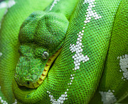 Emerald Tree Boa Photograph by Doug McPherson