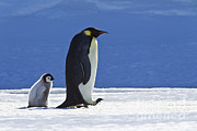 Emperor Penguin And Chick Photograph by Jean-Louis Klein and Marie-Luce Hubert