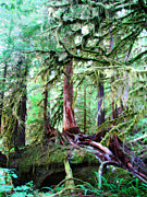 Enchanted Forest 2 Photograph by Rory Siegel