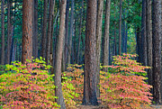 Enchanted Forest Photograph by Jonathan Nguyen