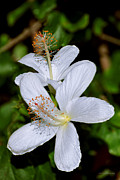 Endangered Koki'o White Hibiscus Photograph by Aloha Art
