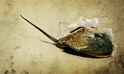 Endurance Photograph by Rebecca Sherman