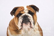 English Bulldog Photograph by Christine Steimer English Bulldog Photograph by Christine Steimer
