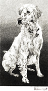 English Setter Drawing by Rob Christensen