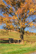 Enjoying The Autumn Shade Photograph by Lois Bryan