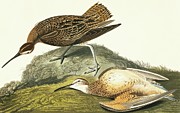 Eskimo Curlew Photograph by Science Photo Library