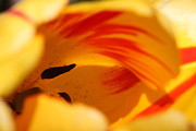 Essence of Tulip Photograph by Andrea Lazar