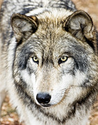 Essence of Wolf Photograph by Gary Slawsky
