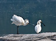 Eurasian Spoonbill Courtship Display Photograph by Science Photo Library