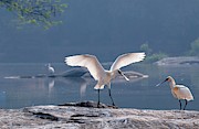 Eurasian Spoonbill Landing Photograph by Science Photo Library