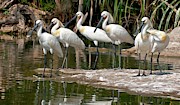 Eurasian Spoonbills At Water's Edge Photograph by Science Photo Library
