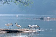 Eurasian Spoonbills Feeding Photograph by Science Photo Library