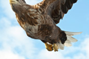 European Flying Sea Eagle 2 Photograph by Heiko Koehrer-Wagner