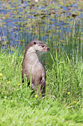 European Otter Photograph by Science Photo Library