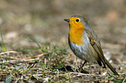 European Robin Photograph by Torbjorn Swenelius European Robin Photograph by Torbjorn Swenelius