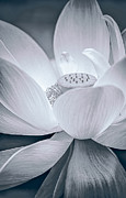 Exotic Bloom in White Photograph by Julie Palencia