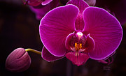 Exotic Fuschia  Photograph by Julie Palencia