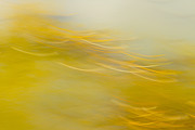 Expressions of Autumn Photograph by Marilyn Cornwell