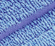 Eye Lens Fibres Photograph by Science Photo Library