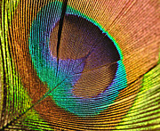 Eye of the Peacock Photograph by Kaye Menner