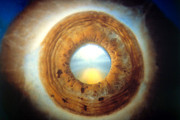 Eye Photograph by Ralph C Eagle Jr