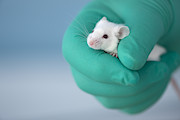 Face of tiny white mouse peeps out Photograph by Sidsnapper