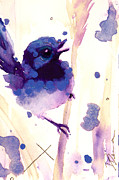 Fairy-wren Painting by Dawn Derman Fairy-wren Painting by Dawn Derman