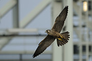 Falcon flying by Tower Photograph by Bradford Martin Falcon flying by Tower Photograph by Bradford Martin