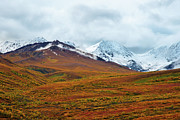 Fall Color In Denali Photograph by Piriya Photography