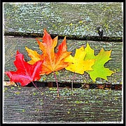 Fall Color Spectrum #autumn #fallcolors Photograph by Hermes Fine Art