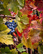 Fall Grapes Photograph by Ana V Ramirez
