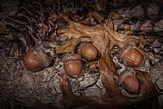 Fallen Acorns Photograph by Randall Nyhof Fallen Acorns Photograph by Randall Nyhof