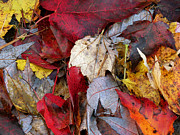 Fallen Leaves Photograph by Azthet Photography