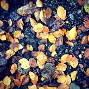 Fallen Leaves Photograph by Nic Squirrell