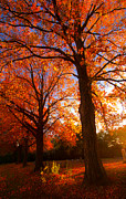 Fall's Splendor Photograph by Phil Koch