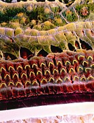 False-colour Sem Of Hair Cells In Organ Of Corti Photograph by Science Photo Library