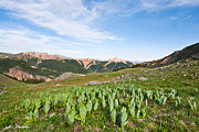 False Hellebore in the Evening Light Photograph by Jeff Goulden